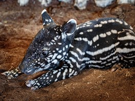 Sameček  tapíra čabrakového se v Zoo Praha narodil v neděli 19. dubna 2020....