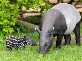 Sameek tapíra abrakového dostal jméno Morse. Pro konání nevedn pojatého...