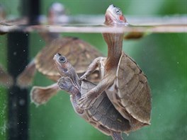 Želvy Smithovy patří mezi obtížně množitelné želvy, v roce 2008 je Zoo Praha...