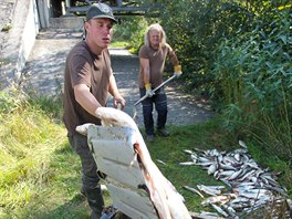 V září otrávil kyanid uniklý do Bečvy 40 tun ryb.