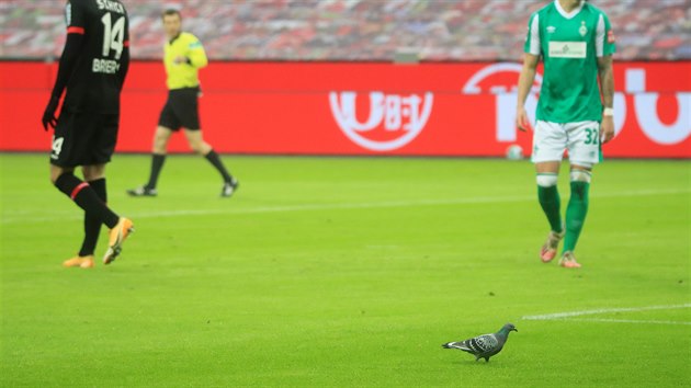 DIVK. Utkn Leverkusenu s Werderem Brmy navtvil holub.