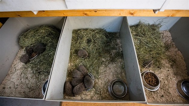 Zimu slabí ježci přečkávají v pavlovské stanici v boxech přibližně po pěti. Třikrát denně dostávají krmení.