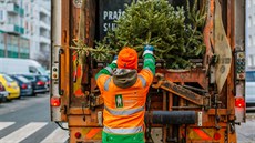 Popelá�i stromky v t�chto dnech u� odvá�ejí.