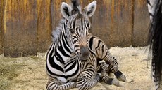 Nový p�ír�stek v liberecké zoo.
