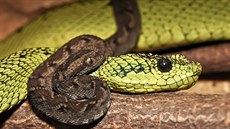 Dospělá zmije Nitscheiova je zelená, zatímco mládě má hnědé zbarvení a žlutý...