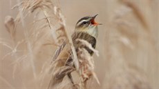 Rákosník proukovaný