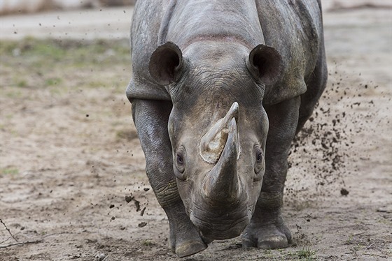 Samice nosorožce černého (dvourohého) Jessi byla ve věku 36 let nejstarší...
