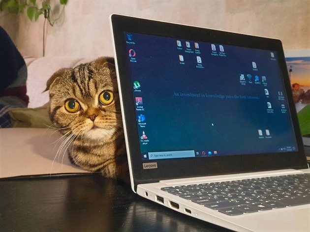 Kočka na klávesnici, kandidát v pyžamu. Patálie online pohovorů