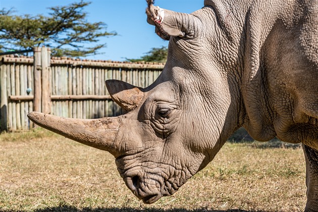 Záchrana severního nosorožce bílého je blíž. Vědci utvořili zárodečné buňky