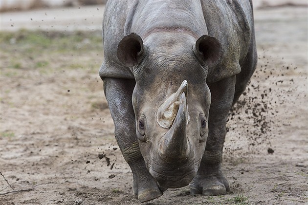 Samice nosoroce erného (dvourohého) Jessi byla ve vku 36 let nejstarí...