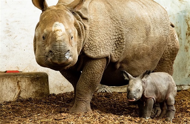 VIDEO: Plzeňský nosorožec hitem internetu. V Polsku dováděl s nerovným soupeřem