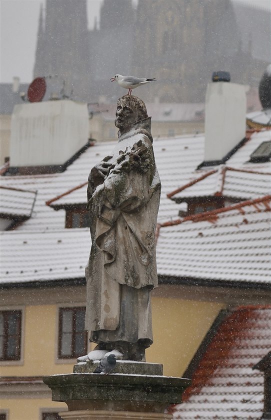 Ukecaný racek a svatý na Karlov most