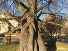 Strom, který vyrostl v Jeovicích u ttí, pravdpodobn ze zasazené pomlázky.