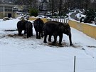 Ostravská zoo vení slony i v mrazech