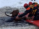 Vodn� z�chrann� slu�ba vyt�hla z vody kon�, pod kter�m se na Lipn� probo�il led.