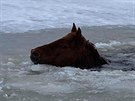 Vodn� z�chrann� slu�ba vyt�hla z vody kon�, pod kter�m se na Lipn� probo�il led.