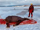 Vodn� z�chrann� slu�ba vyt�hla z vody kon�, pod kter�m se na Lipn� probo�il led.