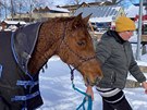 Vodn� z�chrann� slu�ba vyt�hla z vody kon�, pod kter�m se na Lipn� probo�il led.
