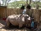 Samec nosoroce bílého jiního Ouwan prodlal v prosinci 2020 sterilizaci a...