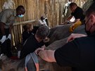 Samec nosoroce blho jinho Ouwan prodlal v prosinci 2020 sterilizaci a...