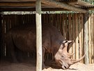 Samec nosoroce bílého jiního Ouwan prodlal v prosinci 2020 sterilizaci a...