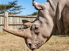 Najin, jedna z posledních dvou ijících samic nosoroce bílého severního,...