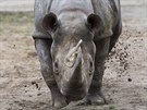 Samice nosoroce ernho (dvourohho) Jessi byla ve vku 36 let nejstar...