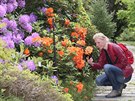Rhododendron  hybrid Gibraltar a exbury azalka z Rainierovch kolek (oranov...