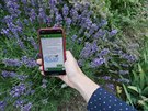 Speciln aplikace do mobilnch telefon doke detailn popsat rostlinky v...