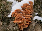 Vzhledem k tomu, �e maj� zimn� druhy hub (na sn�mku jedl� a chutn� pen�zovka...