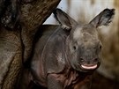 Maruka z plzesk zoo porodila v polsk zoologick zahrad sv prvn mld. Je...