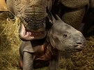 Maruka z plzesk zoo porodila v polsk zoologick zahrad sv prvn mld. Je...