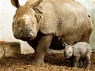 Maruka z plzesk zoo porodila v polsk zoologick zahrad sv prvn mld. Je...