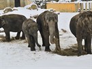 Venkovn venen slon v ostravsk zoo.