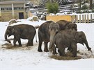 Venkovní venení slon v ostravské zoo.