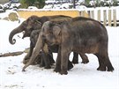 Venkovn venen slon v ostravsk zoo.