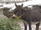 V tchto dnech zpestují chovatelé v ostravské zoo jídelníek nkterým zvíatm...