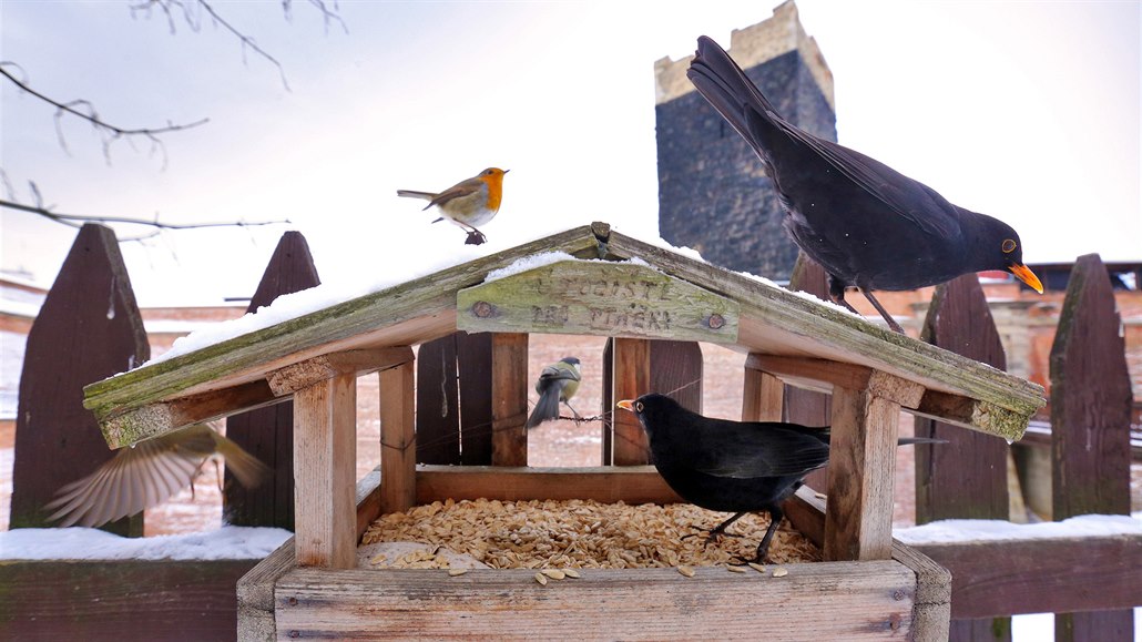Ptáci na krmítku na plotě pod Černou věží chebského hradu. O krmítko se stará...