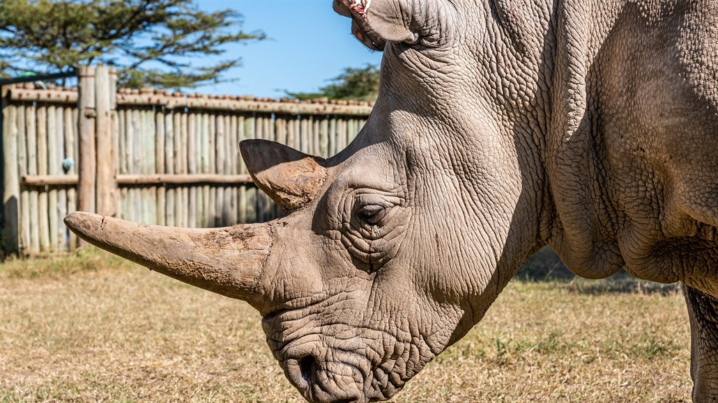 Najin, jedna z posledních dvou ijících samic nosoroce bílého severního,...