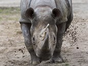 Samice nosorožce černého (dvourohého) Jessi byla ve věku 36 let nejstarší...
