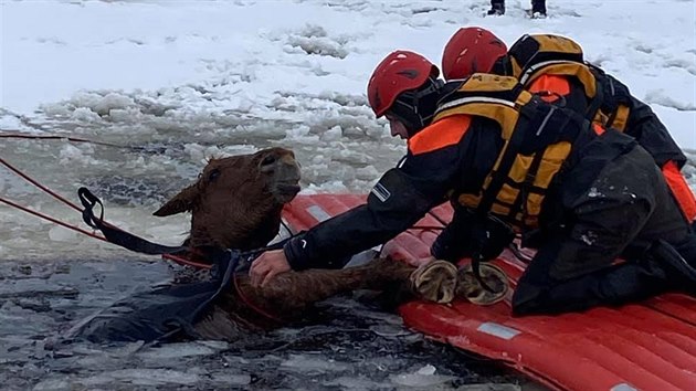 Vodní záchranná služba vytáhla z vody koně, pod kterým se na Lipně probořil led.