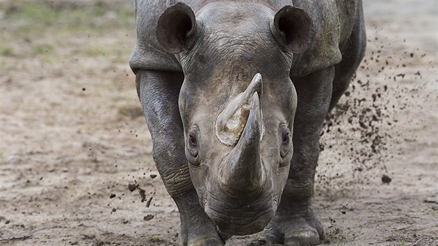 Samice nosoroce ernho (dvourohho) Jessi byla ve vku 36 let nejstar lenkou chovu ve dvorsk zoo.