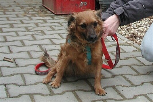 Umístěním tří posledních psů se podařilo kauzu Mladějov s takřka 80 týranými psy definitivně uzavřít.