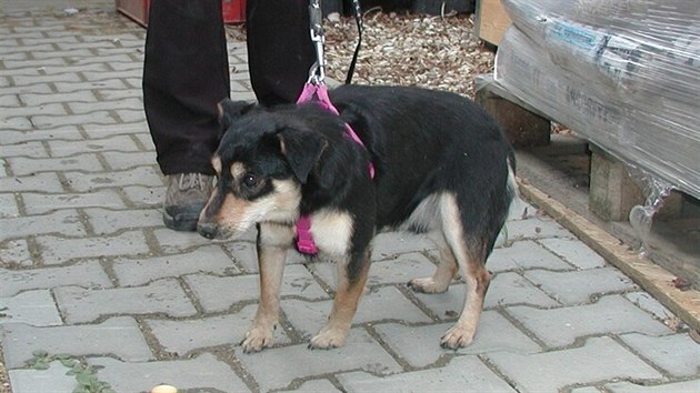 Umístěním tří posledních psů se podařilo kauzu Mladějov s bezmála 80 týranými psy definitivně uzavřít.