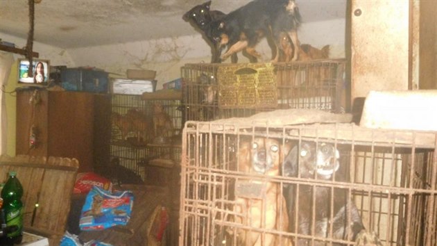 Bezmála osm desítek psů žilo v rodinném domě v Mladějově na Moravě v otřesných podmínkách.