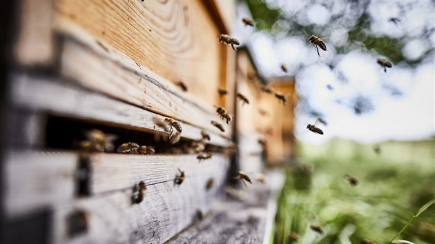 Včely se něco nahoní, aby včelař mohl stočit sklenici medu.