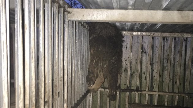 Otřesný případ týrání zvířat v Malesicích u Plzně. Poté, co byla majitelka německých ovčáků hospitalizována, se o psy nikdo nestaral. Neměli co jíst, žili ve výkalech, řada z nich uhynula. (12. ledna 2021)