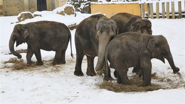 Venkovní venčení slonů v ostravské zoo.
