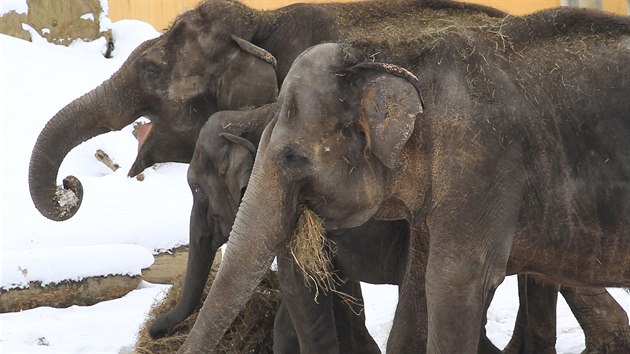 Venkovní venčení slonů v ostravské zoo.