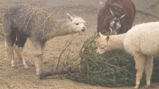 V těchto dnech zpestřují chovatelé v ostravské zoo  jídelníček některým zvířatům vánočními stromky, převážně jedličkami. Pochutnávají si na nich například alpaky, osli, poníci, přeštická prasata a další domácí zvířata na statku.